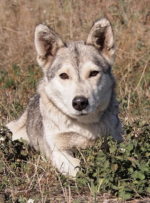 Zoya, female 3yo Husky for adoption at Animal Care Hungary