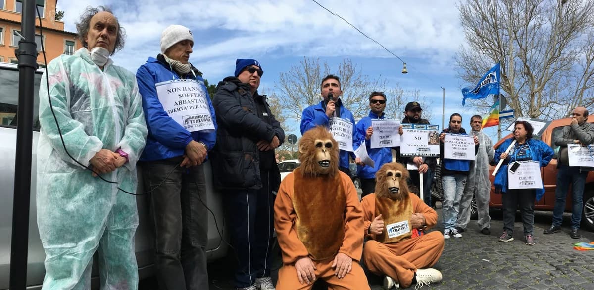 Macachi condannati a morte: chi impedisce la loro libertà ?, male Mixed Breed for adoption at Animalisti Italiani