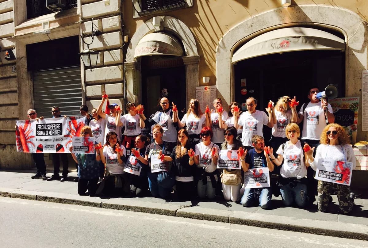 #NoTorturePerGliAstici, male Mixed Breed for adoption at Animalisti Italiani