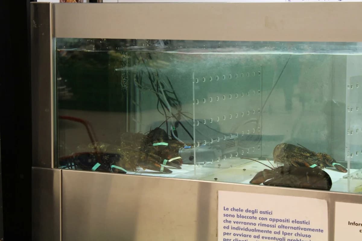 ANIMALISTI ITALIANI ONLUS DENUNCIA E BOICOTTA PANORAMA, male Mixed Breed for adoption at Animalisti Italiani