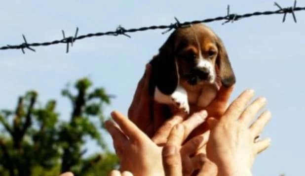 Green Hill: quattro anni fa la liberazione dei beagle destinati alla vivisezione, male senior Mixed Breed for adoption at Animalisti Italiani