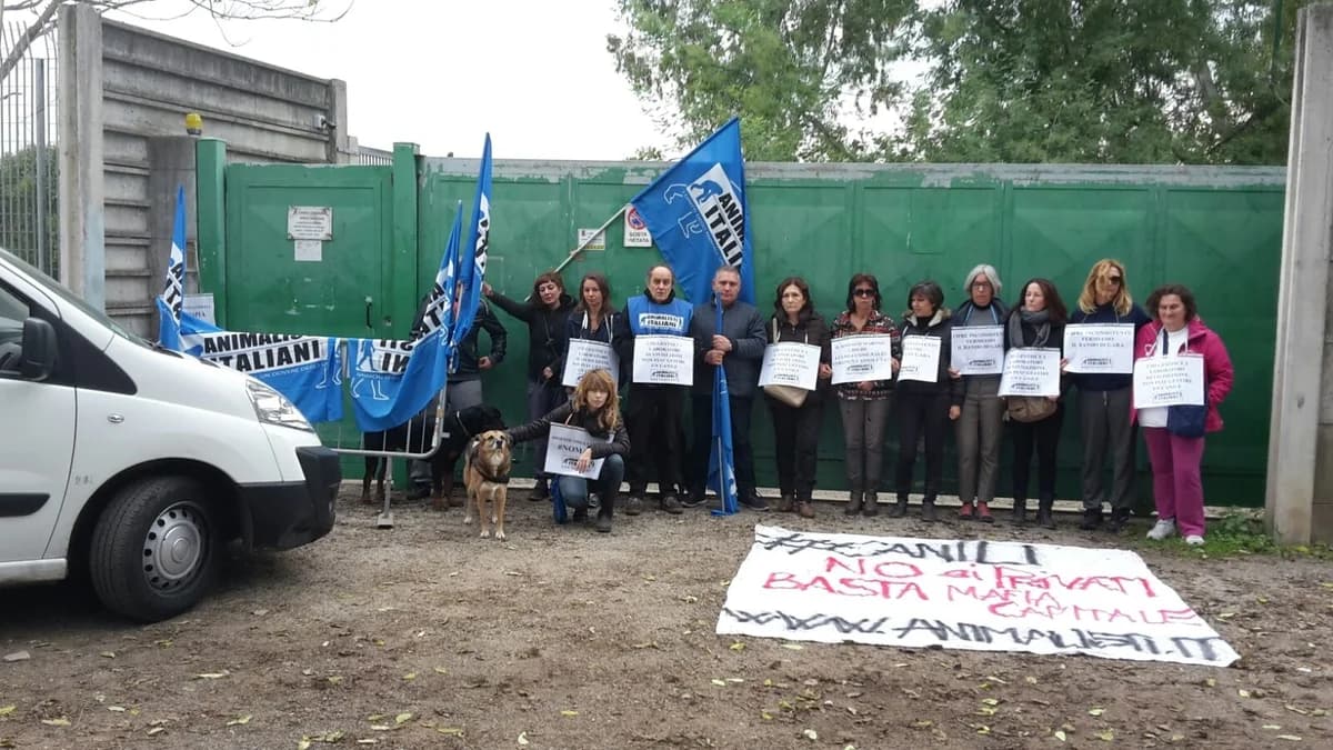 COMUNICATO STAMPA CONGIUNTO LAV, OIPA E ANIMALISTI ITALIANI ONLUS, male Mixed Breed for adoption at Animalisti Italiani