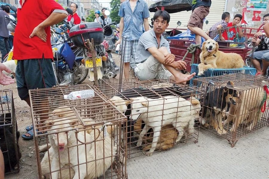 STOP YULIN, IL FESTIVAL DELLA CARNE DI CANE IN CINA, male Mixed Breed for adoption at Animalisti Italiani