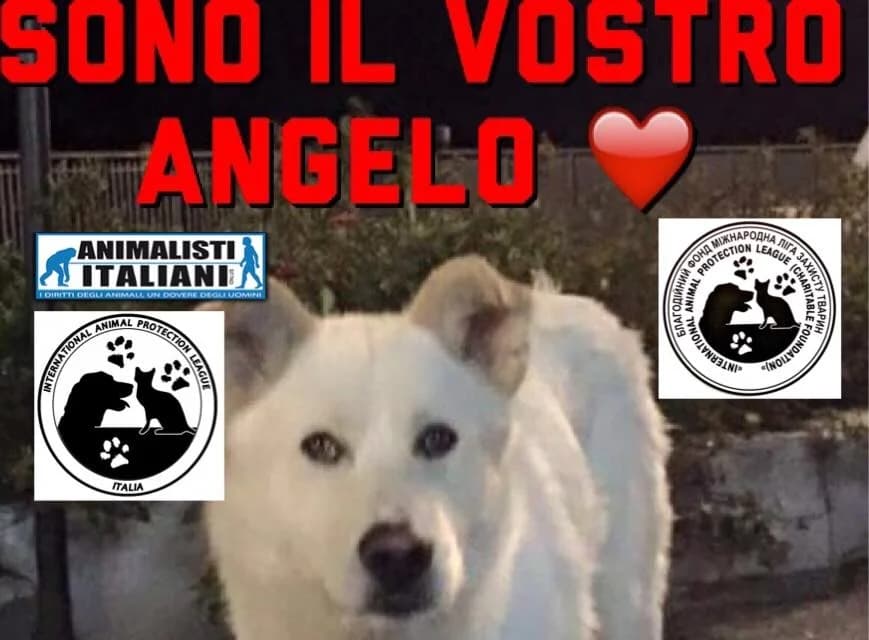 #UnitiPerAngelo, male Mixed Breed for adoption at Animalisti Italiani