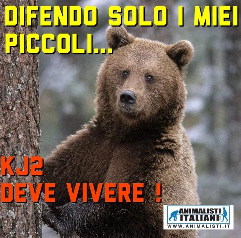 Trento, colpo di scena! E’, male senior Mixed Breed for adoption at Animalisti Italiani