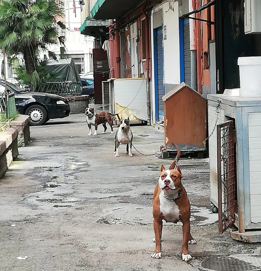 Napoli, Cinque cani maltrattati, scatta blitz vigili urbani e Asl, male Mixed Breed for adoption at Animalisti Italiani