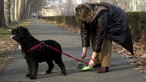 Senso civico e deiezioni canine, male Mixed Breed for adoption at Animalisti Italiani