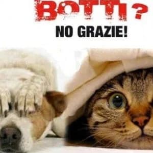 Botti di fine anno: vademecum per proteggere i nostri amici a quattro zampe, male Mixed Breed for adoption at Animalisti Italiani