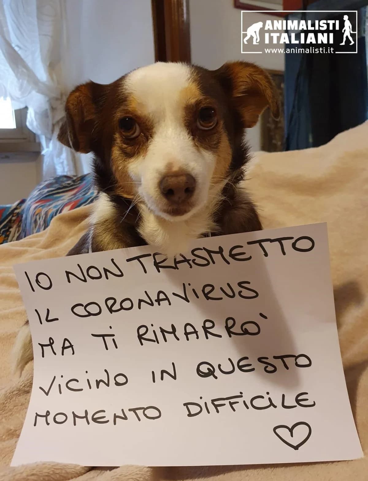 Contest – Raccontaci la tua storia a 4zampe, male Mixed Breed for adoption at Animalisti Italiani
