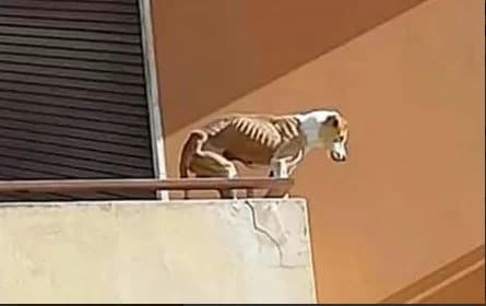 Torino – Cane abbandonato sul balcone, senz’acqua nè cibo, male Mixed Breed for adoption at Animalisti Italiani