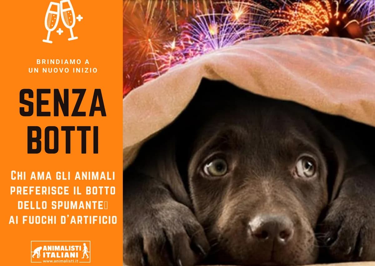 Botti di Capodanno, male Mixed Breed for adoption at Animalisti Italiani