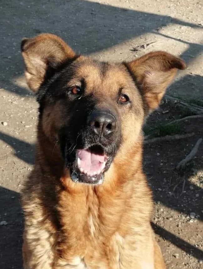 La storia di Glory, morta tra vomito e agonie al canile della Muratella, male 5yo Mixed Breed for adoption at Animalisti Italiani
