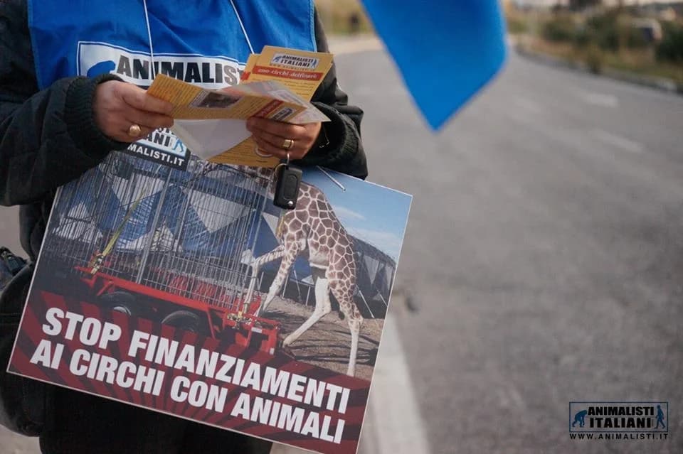 LIVORNO E I CIRCHI: IL SINDACO SI IMPEGNA A PROMUOVERE CIRCHI SENZA ANIMALI, male Mixed Breed for adoption at Animalisti Italiani