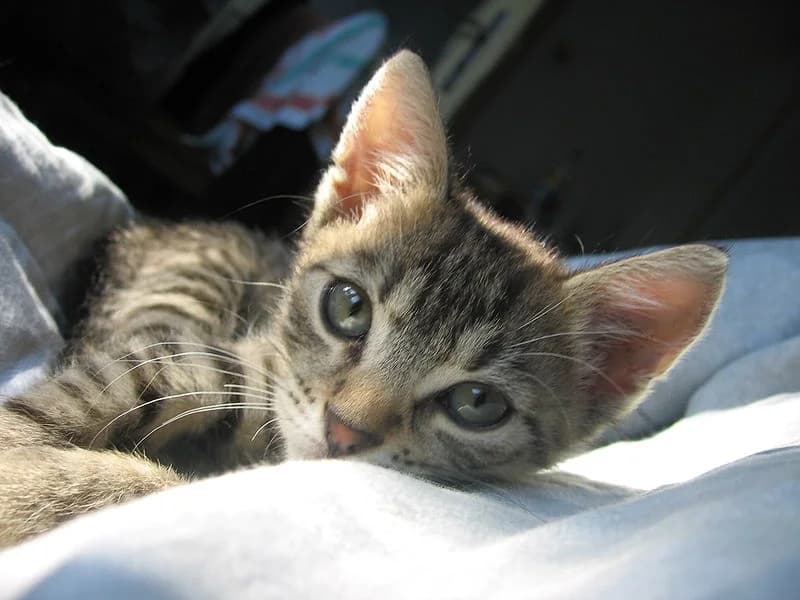 Cuccioli più appaganti di cibo e sesso: leggi perché, male Mixed Breed for adoption at Animalisti Italiani