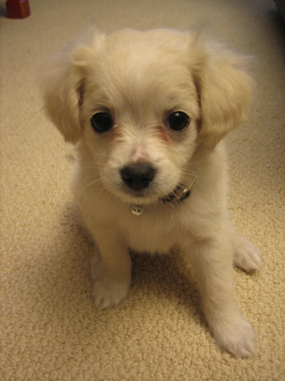 Gli italiani e i cuccioli: ecco i dati Eurispes, male Mixed Breed for adoption at Animalisti Italiani
