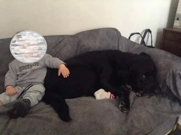 LA SPEZIA: CONDOMINIO VIETA A COPPIA DI ANZIANI USO ASCENSORE CON CANE, male Mixed Breed for adoption at Animalisti Italiani