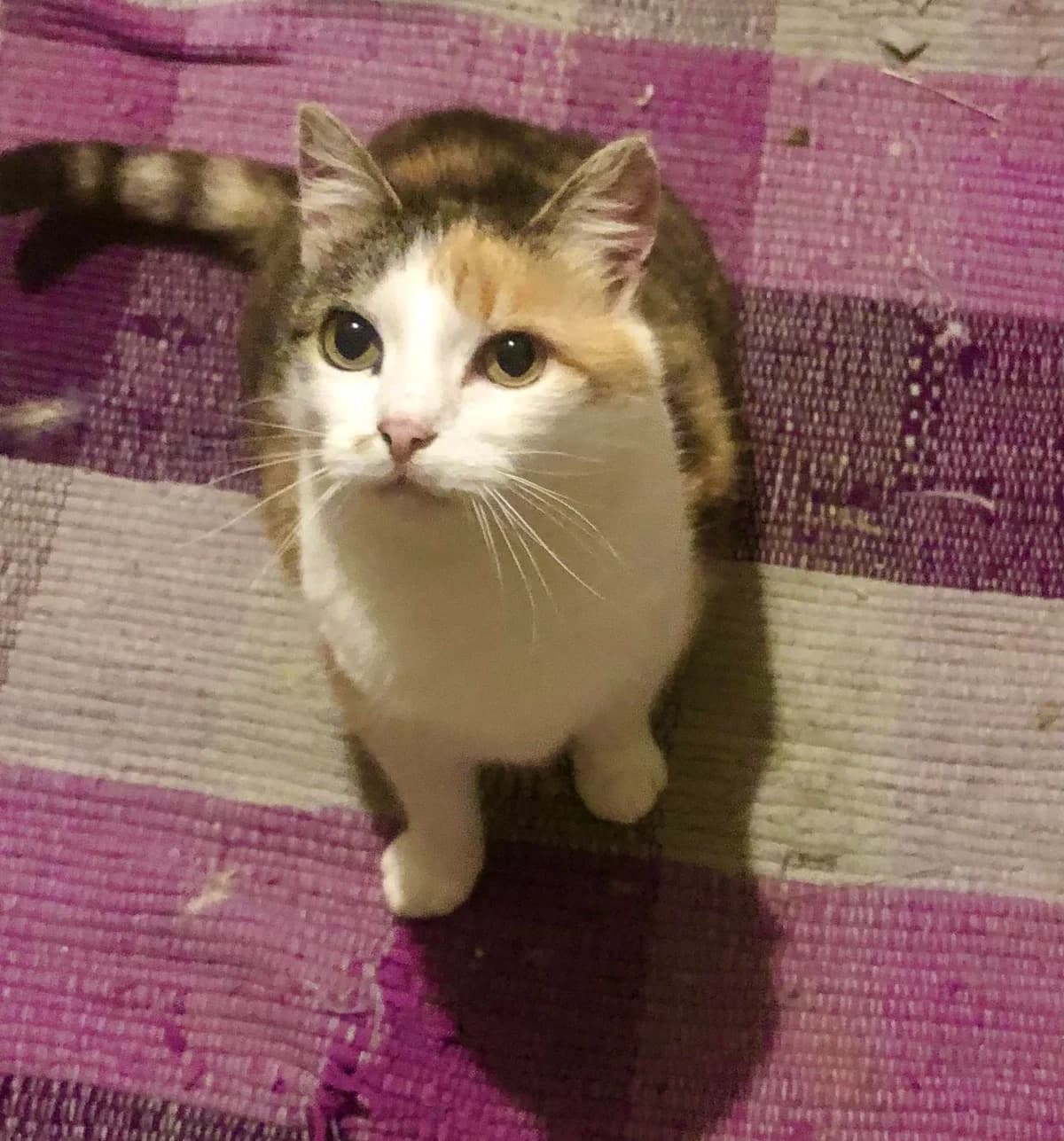 Pinky, male Mixed Breed for adoption at AVE Állatvédő Egyesület