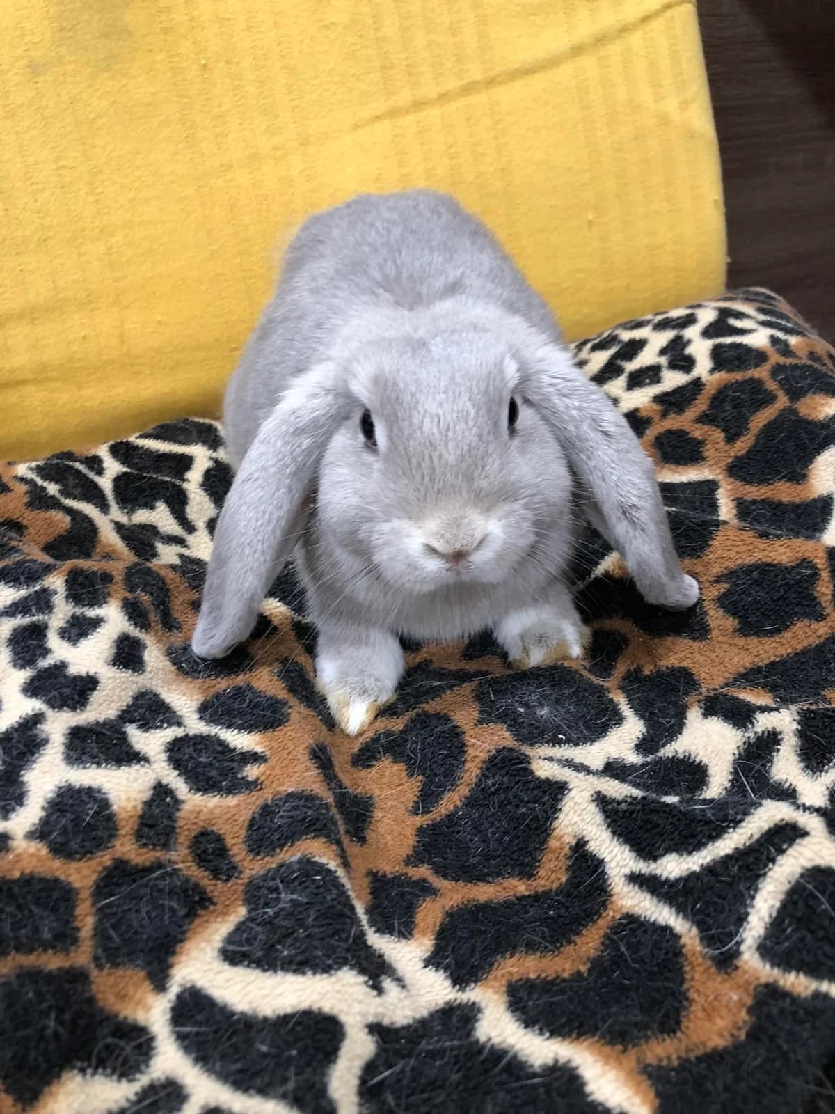 Grafit, female Mixed Breed for adoption at AVE Állatvédő Egyesület