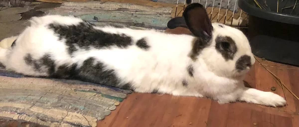 Áfonya, female Mixed Breed for adoption at AVE Állatvédő Egyesület