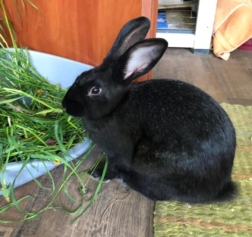 Szula, female Mixed Breed for adoption at AVE Állatvédő Egyesület