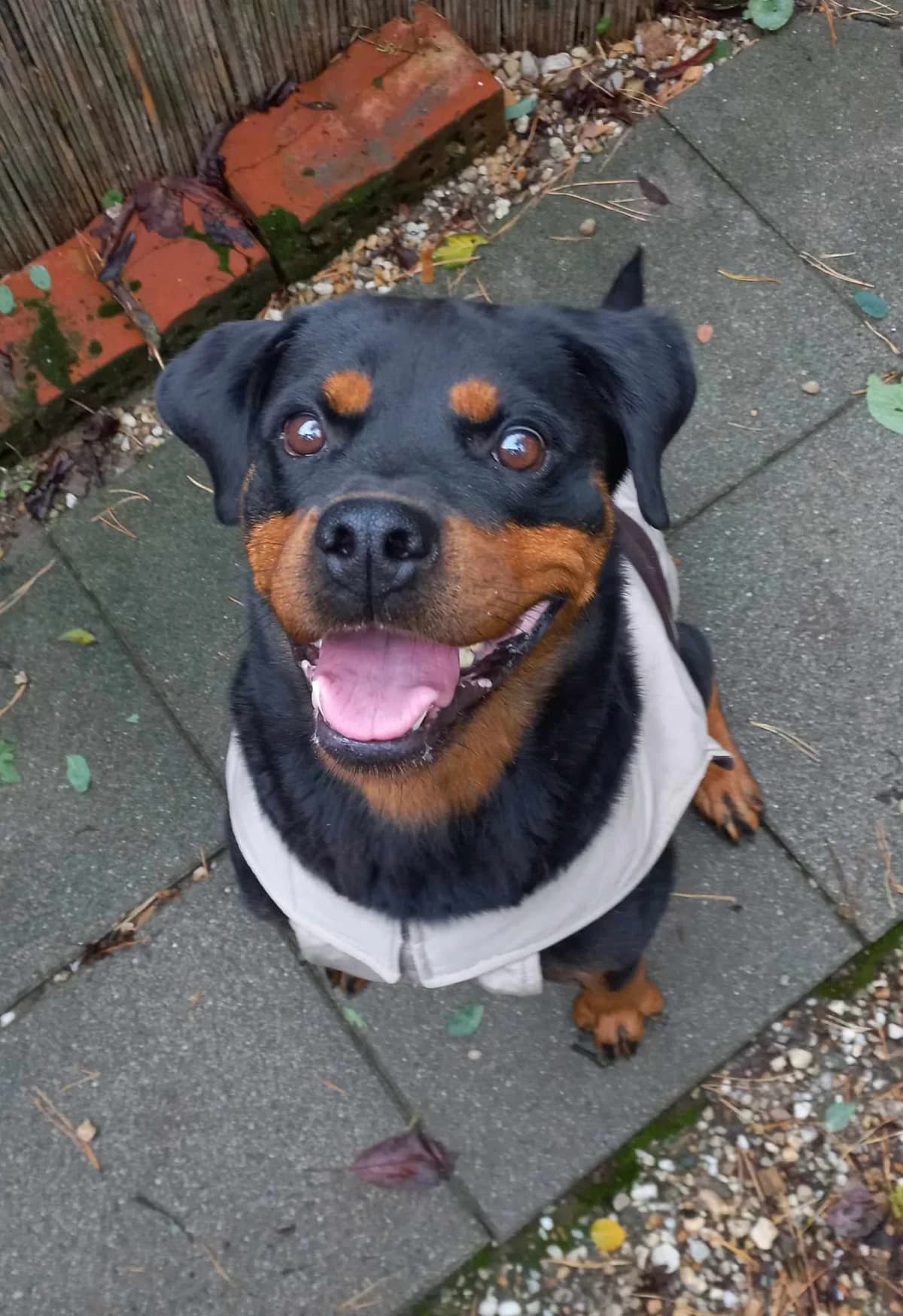 Linda, male Mixed Breed for adoption at AVE Állatvédő Egyesület