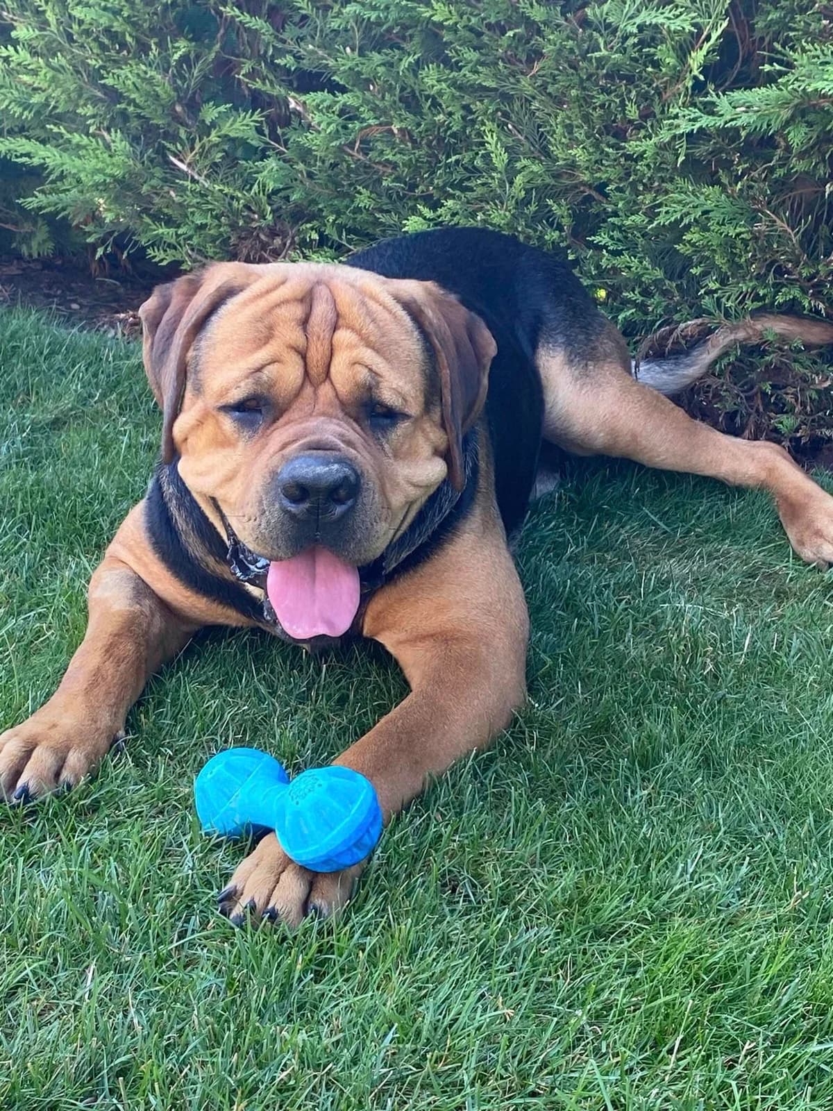 Teddy!, male Mixed Breed for adoption at AVE Állatvédő Egyesület