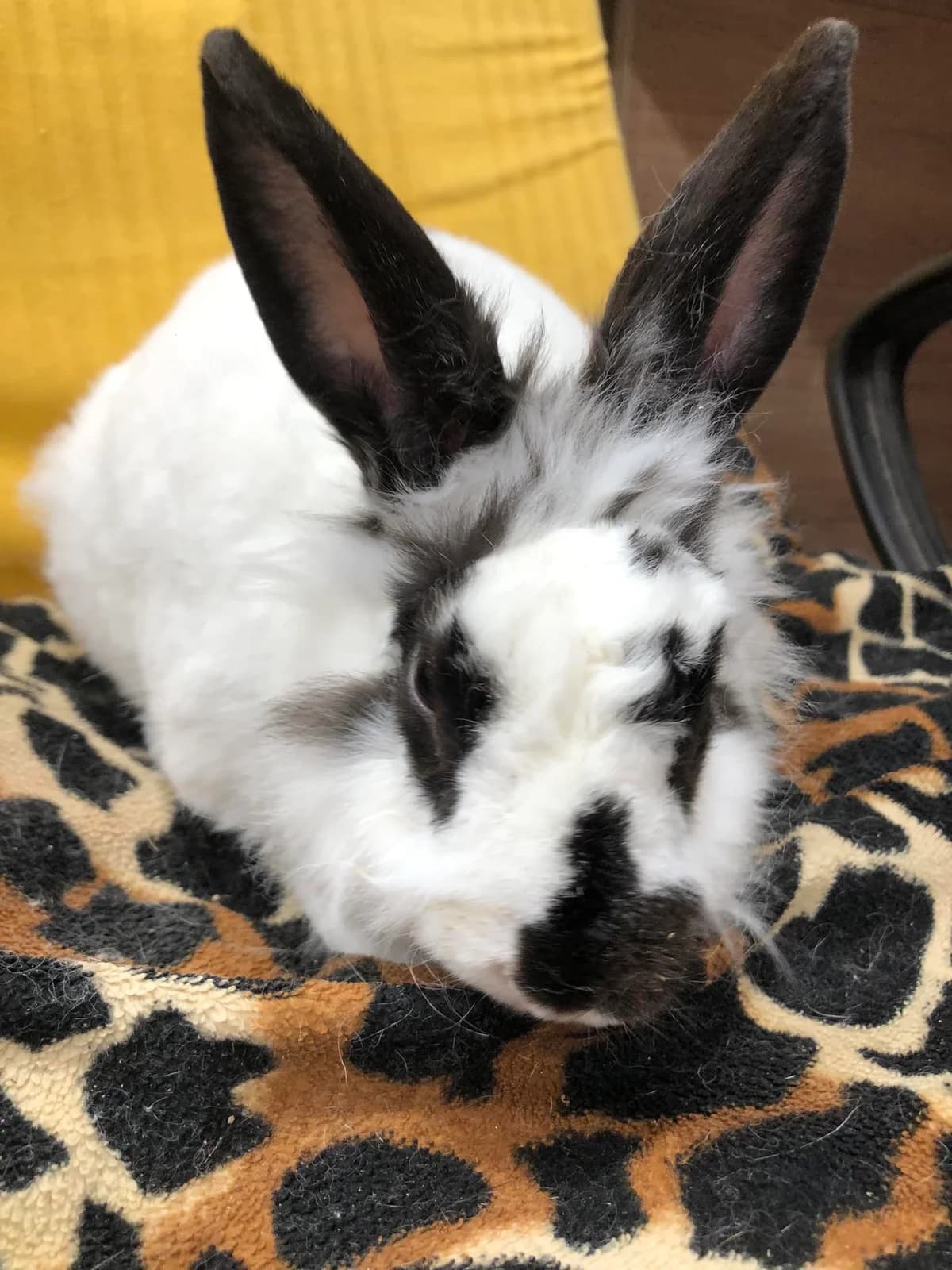 Díva, female Mixed Breed for adoption at AVE Állatvédő Egyesület