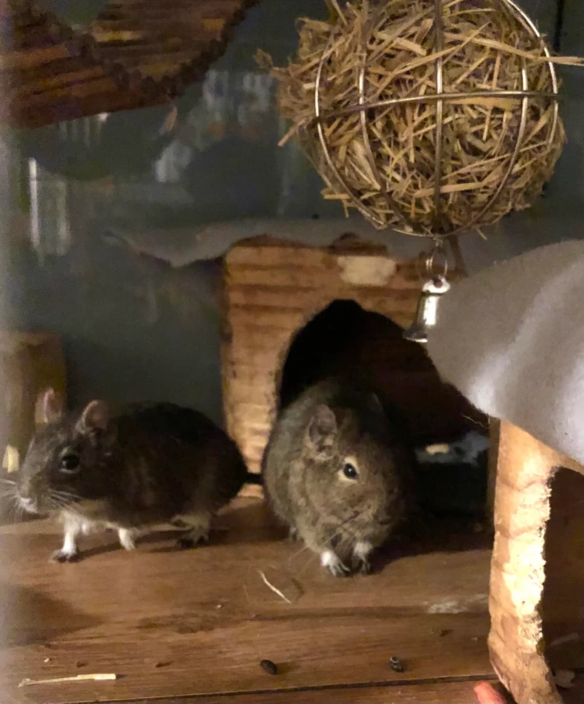 Dorka és Bingó, female Mixed Breed for adoption at AVE Állatvédő Egyesület