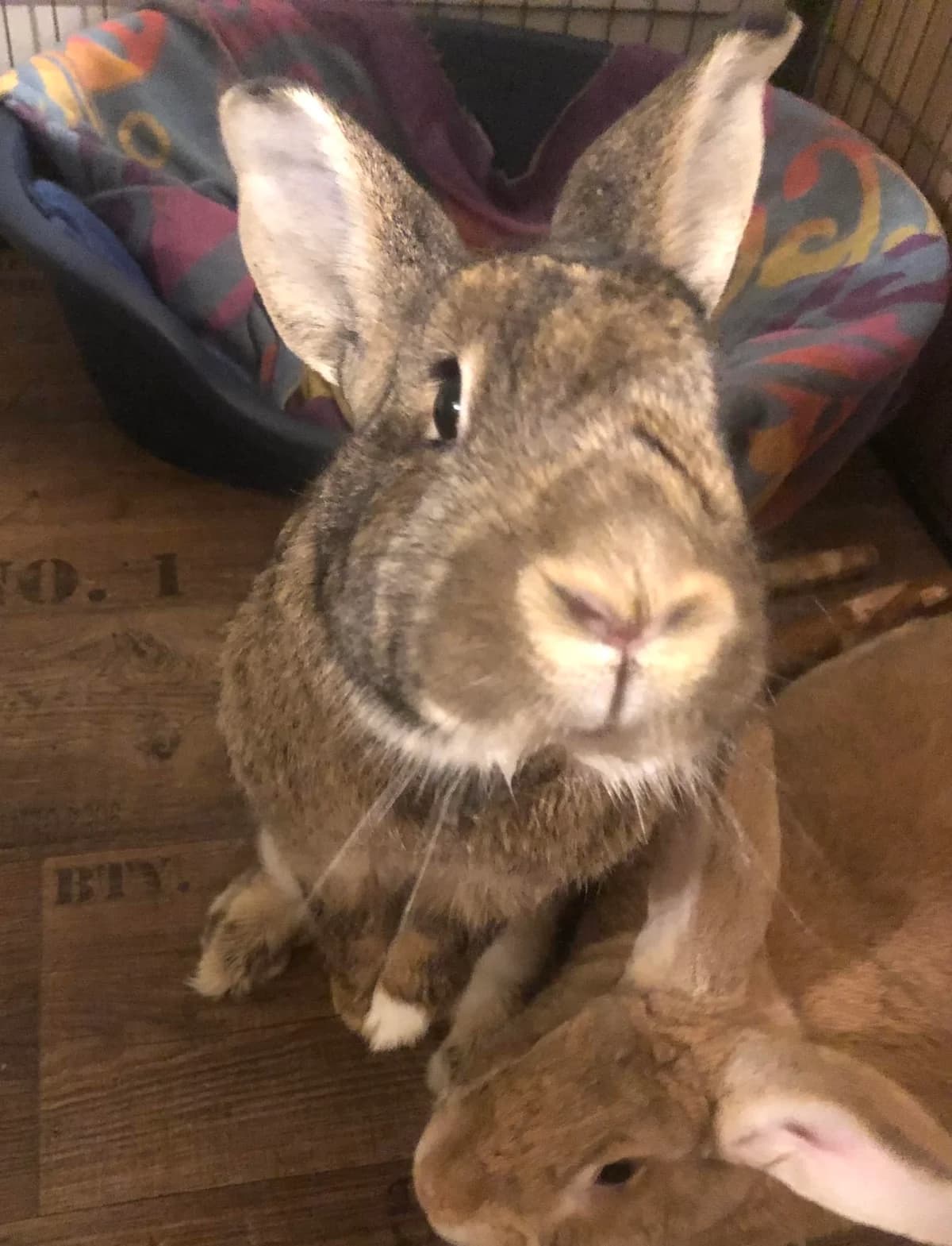 Minyon, female Mixed Breed for adoption at AVE Állatvédő Egyesület