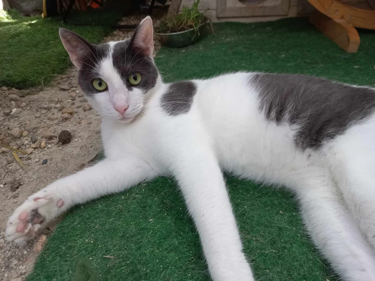 Milcky!!, male Mixed Breed for adoption at AVE Állatvédő Egyesület