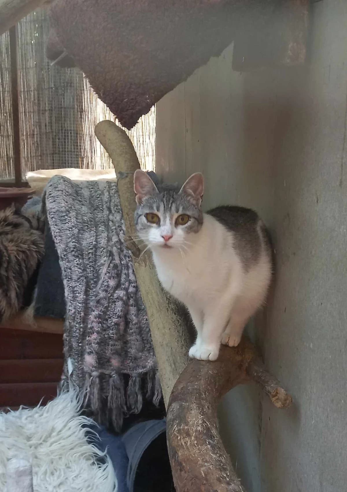 Milli, female Mixed Breed for adoption at AVE Állatvédő Egyesület