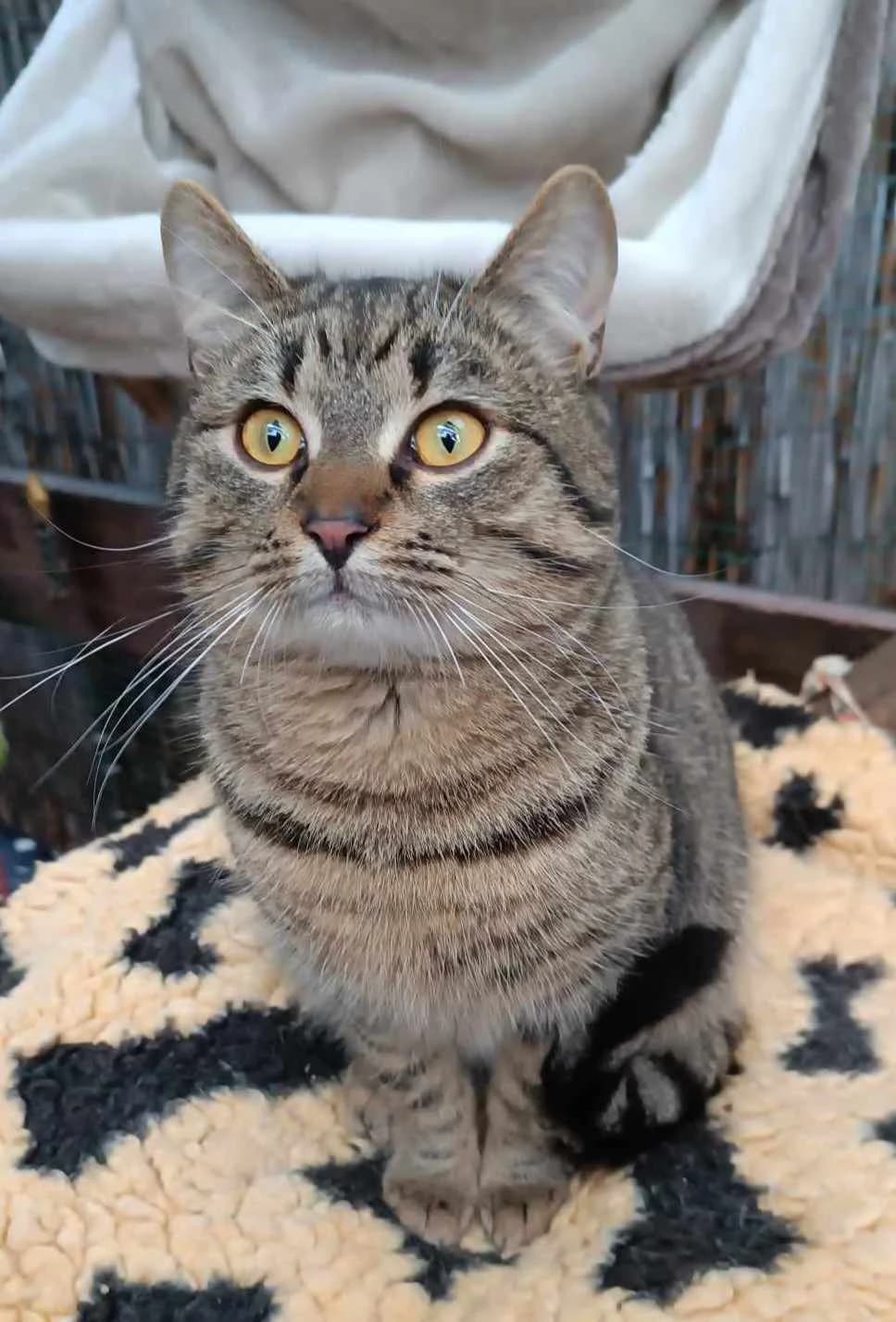 Bogyó, male Mixed Breed for adoption at AVE Állatvédő Egyesület