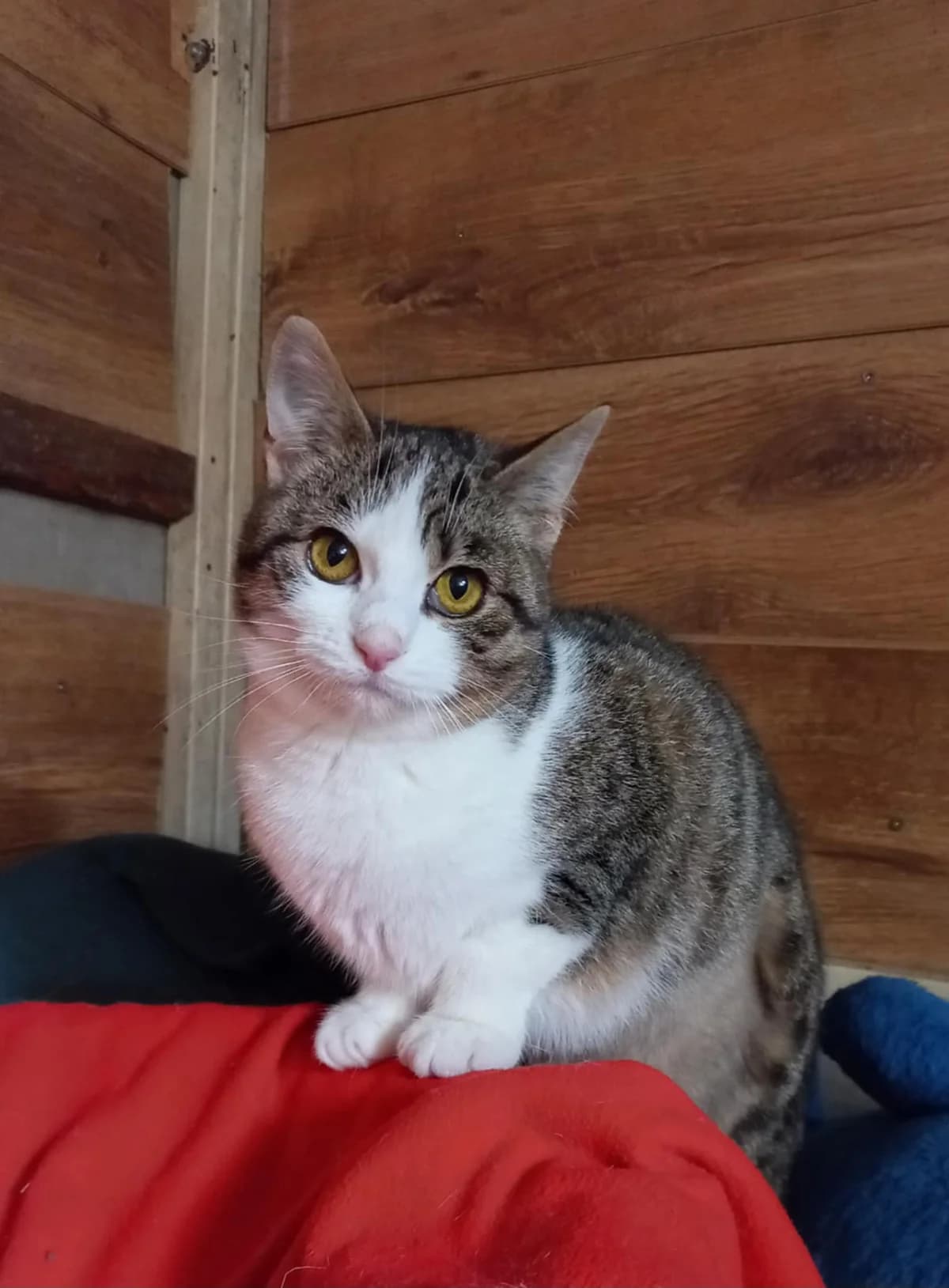 Kamilla, female puppy Mixed Breed for adoption at AVE Állatvédő Egyesület