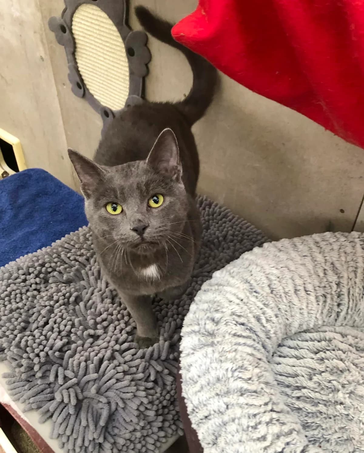 Brandon, male Mixed Breed for adoption at AVE Állatvédő Egyesület