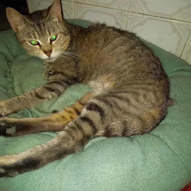 Napsugár, female Mixed Breed for adoption at AVE Állatvédő Egyesület