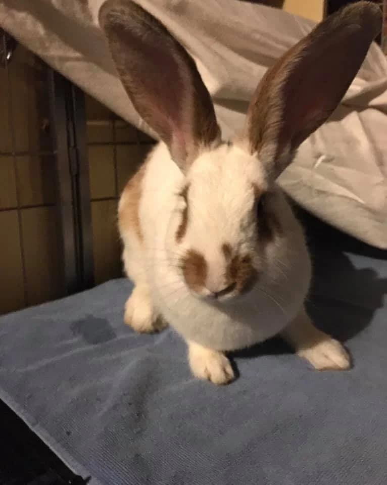 Szonja, female Mixed Breed for adoption at AVE Állatvédő Egyesület