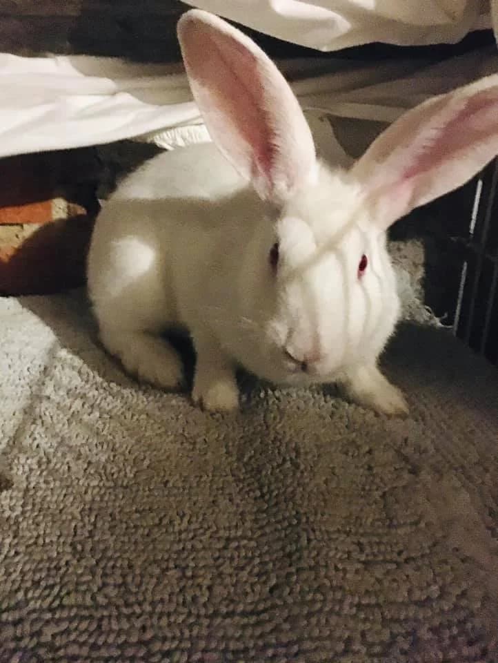 Philip, female Mixed Breed for adoption at AVE Állatvédő Egyesület