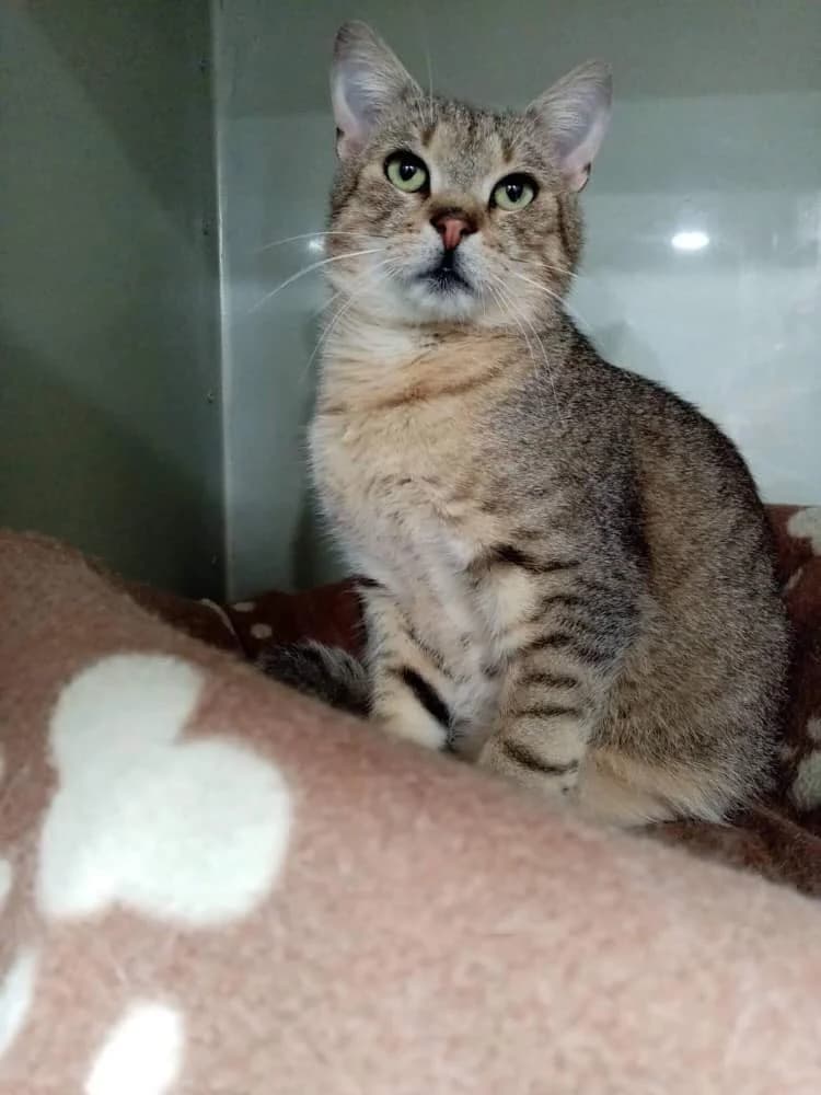 Szláven, male Mixed Breed for adoption at AVE Állatvédő Egyesület