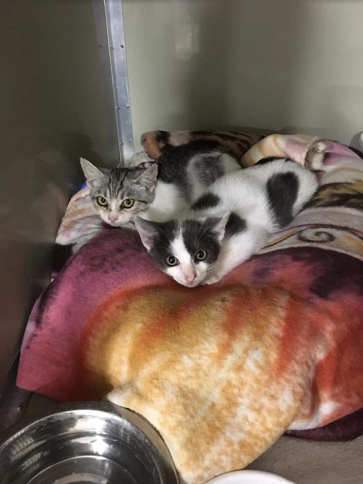 Milli és Milky, male Mixed Breed for adoption at AVE Állatvédő Egyesület