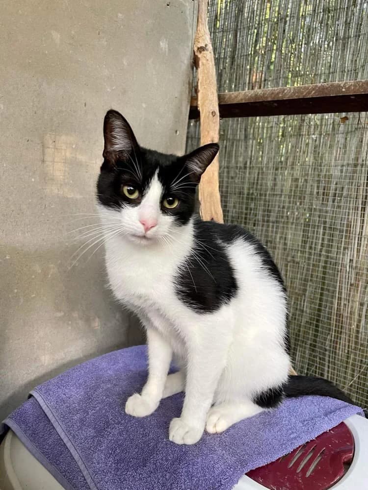 Mucsi, male Mixed Breed for adoption at AVE Állatvédő Egyesület