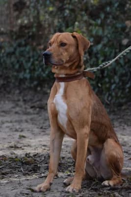 Aperol, male young Mixed Breed for adoption at Jeromos Egyesület (Baja)