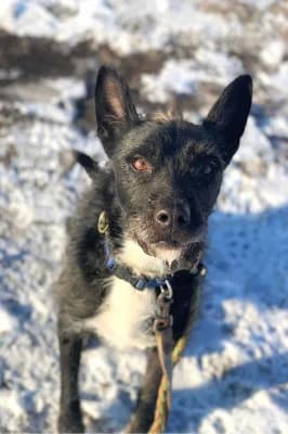 Balu, male Mixed Breed for adoption at Jeromos Egyesület (Baja)