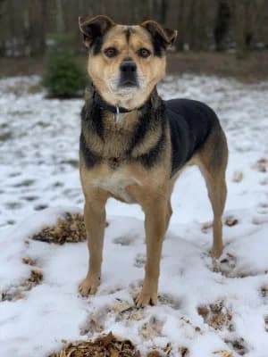 Brian, male Mixed Breed for adoption at Jeromos Egyesület (Baja)
