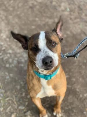 Capri, male Mixed Breed for adoption at Jeromos Egyesület (Baja)