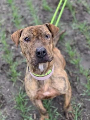 Dina, female Mixed Breed for adoption at Jeromos Egyesület (Baja)