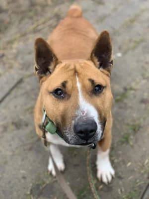 Hektor, male Mixed Breed for adoption at Jeromos Egyesület (Baja)