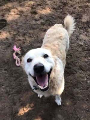 Lenke, female Mixed Breed for adoption at Jeromos Egyesület (Baja)