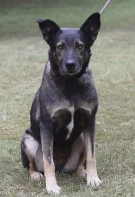 Milli, female Mixed Breed for adoption at Jeromos Egyesület (Baja)