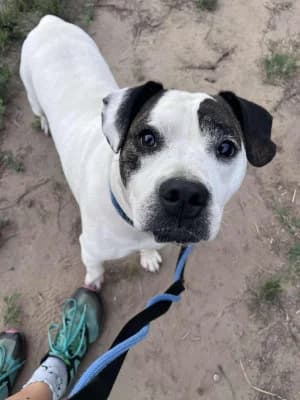 Noé, male Mixed Breed for adoption at Jeromos Egyesület (Baja)