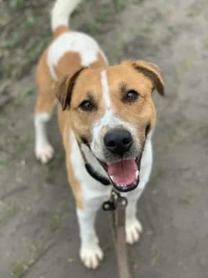 Pajti 3, male Mixed Breed for adoption at Jeromos Egyesület (Baja)